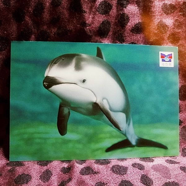 japan dolphin